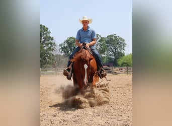 American Quarter Horse, Ruin, 3 Jaar, Donkere-vos