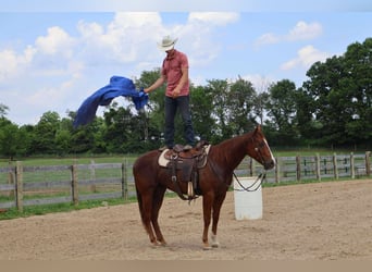 American Quarter Horse, Ruin, 3 Jaar, Donkere-vos