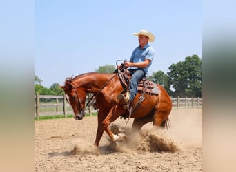 American Quarter Horse, Ruin, 3 Jaar, Donkere-vos