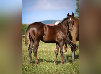 American Quarter Horse, Ruin, 3 Jaar, Donkere-vos