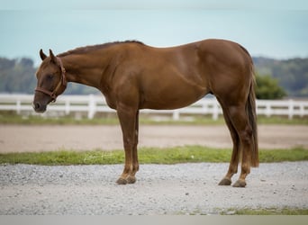 American Quarter Horse, Ruin, 3 Jaar, Donkere-vos