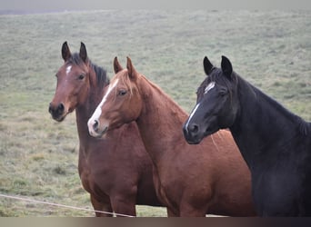 American Quarter Horse, Ruin, 3 Jaar, Donkere-vos