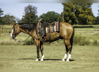 American Quarter Horse, Ruin, 3 Jaar, Falbe