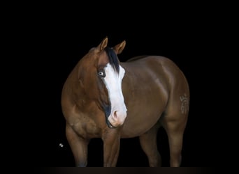 American Quarter Horse, Ruin, 3 Jaar, Falbe
