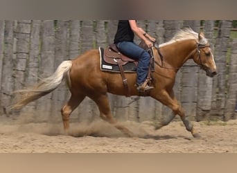 American Quarter Horse, Ruin, 3 Jaar, Palomino