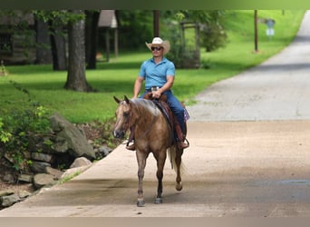 American Quarter Horse, Ruin, 3 Jaar, Palomino