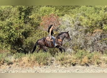 American Quarter Horse, Ruin, 3 Jaar, Roan-Bay