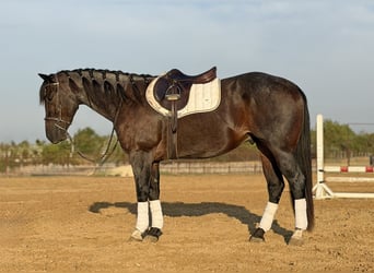 American Quarter Horse, Ruin, 3 Jaar, Roan-Bay
