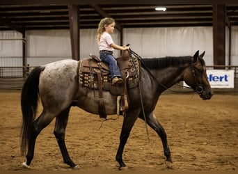 American Quarter Horse, Ruin, 3 Jaar, Roan-Bay