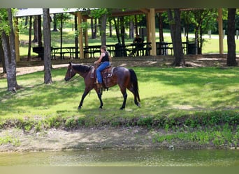 American Quarter Horse, Ruin, 3 Jaar, Roan-Bay