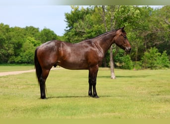 American Quarter Horse, Ruin, 3 Jaar, Roan-Bay