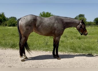 American Quarter Horse, Ruin, 3 Jaar, Roan-Bay