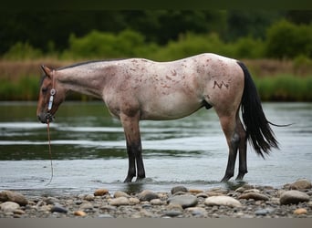 American Quarter Horse, Ruin, 3 Jaar, Roan-Bay