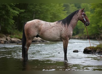 American Quarter Horse, Ruin, 3 Jaar, Roan-Bay
