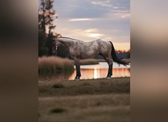 American Quarter Horse, Ruin, 3 Jaar, Roan-Bay