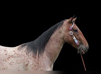 American Quarter Horse, Ruin, 3 Jaar, Roan-Bay