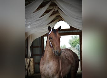 American Quarter Horse, Ruin, 3 Jaar, Roan-Bay