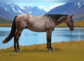 American Quarter Horse, Ruin, 3 Jaar, Roan-Bay