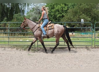 American Quarter Horse, Ruin, 3 Jaar, Roan-Bay
