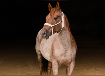 American Quarter Horse, Ruin, 3 Jaar, Roan-Red