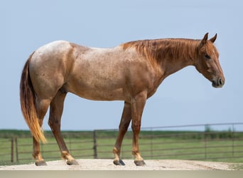 American Quarter Horse, Ruin, 3 Jaar, Roan-Red