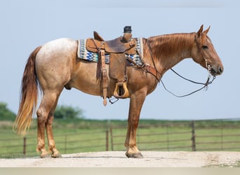 American Quarter Horse, Ruin, 3 Jaar, Roan-Red