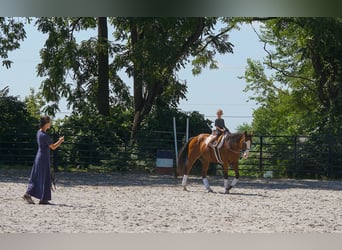 American Quarter Horse Mix, Ruin, 3 Jaar, Roodbruin