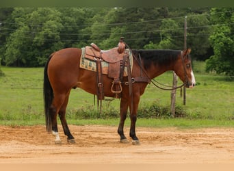 American Quarter Horse, Ruin, 3 Jaar, Roodbruin