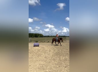 American Quarter Horse, Ruin, 3 Jaar, Roodbruin