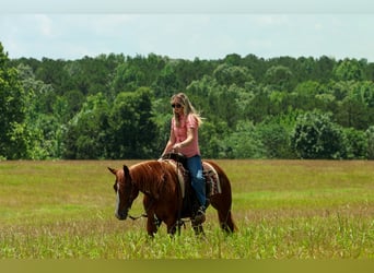 American Quarter Horse, Ruin, 3 Jaar, Roodvos