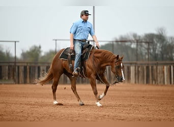 American Quarter Horse, Ruin, 3 Jaar, Roodvos