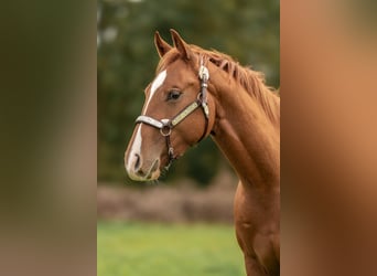 American Quarter Horse, Ruin, 3 Jaar, Roodvos