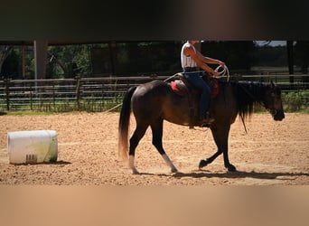 American Quarter Horse, Ruin, 3 Jaar, Schimmel