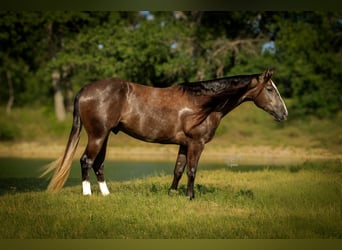 American Quarter Horse, Ruin, 3 Jaar, Schimmel