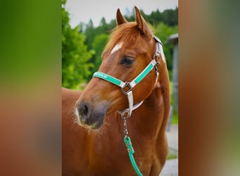 American Quarter Horse, Ruin, 3 Jaar, Vos