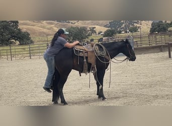 American Quarter Horse, Ruin, 3 Jaar, Zwart