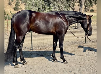 American Quarter Horse, Ruin, 3 Jaar, Zwart