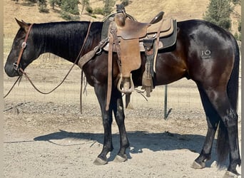 American Quarter Horse, Ruin, 3 Jaar, Zwart