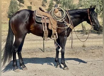 American Quarter Horse, Ruin, 3 Jaar, Zwart