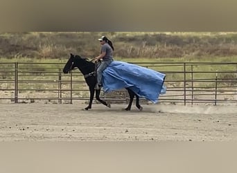 American Quarter Horse, Ruin, 3 Jaar, Zwart