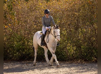 American Quarter Horse Mix, Ruin, 4 Jaar, 137 cm, Gevlekt-paard