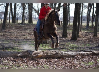 American Quarter Horse, Ruin, 4 Jaar, 140 cm, Palomino