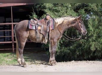American Quarter Horse, Ruin, 4 Jaar, 140 cm, Palomino
