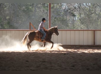 American Quarter Horse, Ruin, 4 Jaar, 140 cm, Palomino