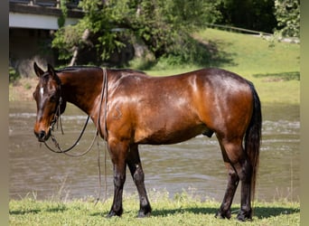 American Quarter Horse, Ruin, 4 Jaar, 140 cm, Roodbruin
