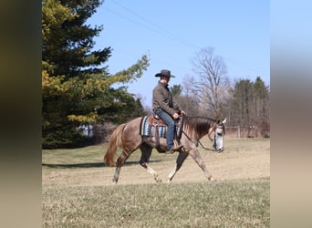 American Quarter Horse, Ruin, 4 Jaar, 142 cm, Appelschimmel