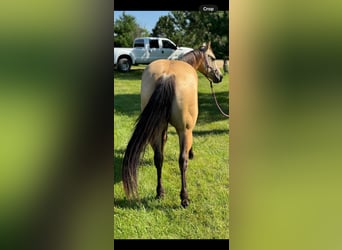 American Quarter Horse, Ruin, 4 Jaar, 142 cm, Buckskin