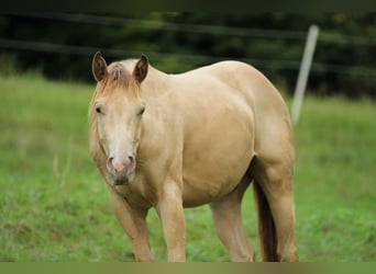 American Quarter Horse, Ruin, 4 Jaar, 142 cm, Champagne