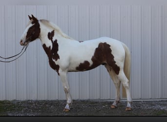 American Quarter Horse, Ruin, 4 Jaar, 142 cm, Gevlekt-paard