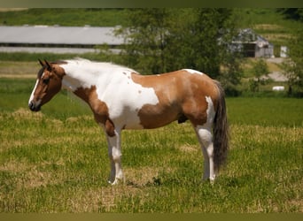 American Quarter Horse Mix, Ruin, 4 Jaar, 142 cm, Gevlekt-paard